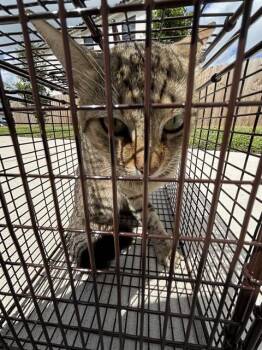 Domestic Short Hair Cats Available for Adoption in Doral, Florida - PONCHO | PetCurious