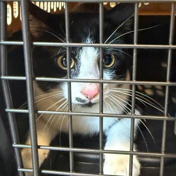 Beanboozled -  Domestic Short Hair Cat for Adoption in Charlottesville, Virginia - Beanboozled | PetCurious