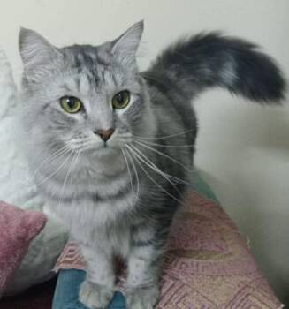 Burmilla and Egyptian Mau Cats Available for Adoption in Brampton, Ontario - Bisco | PetCurious