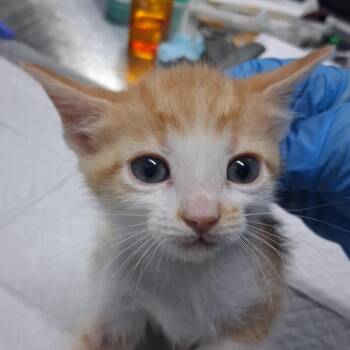 Cal -  Domestic Short Hair Cat for Adoption in Summerville, South Carolina - Cal | PetCurious