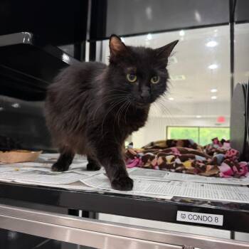 Domestic Long Hair Cats Available for Adoption in Tom Bean, Texas - Calypso | PetCurious
