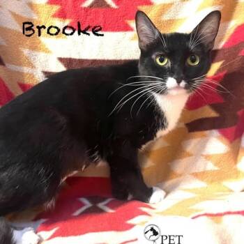 Rescue Domestic Short Hair Cats for Adoption in Washington, Pennsylvania - Brooke | PetCurious