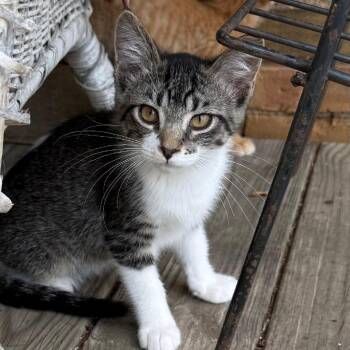 ZEUS -  Domestic Short Hair Cat for Adoption in Gresham, Wisconsin - ZEUS | PetCurious