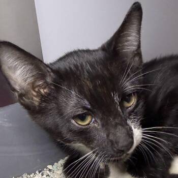 Deko -  Domestic Short Hair Cat for Adoption in Los Angeles, California - Deko | PetCurious