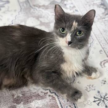 Domestic Long Hair Cats Available for Adoption in Fairfax Station, Virginia - Beatrix | PetCurious