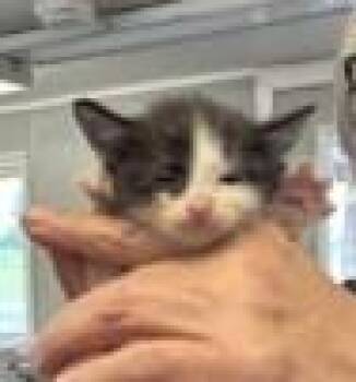 Briggs -  Domestic Short Hair Cat for Adoption in West Memphis, Arkansas - Briggs | PetCurious