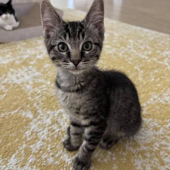 Meeny -  Domestic Short Hair Cat for Adoption in Grantsville, Utah - Meeny | PetCurious