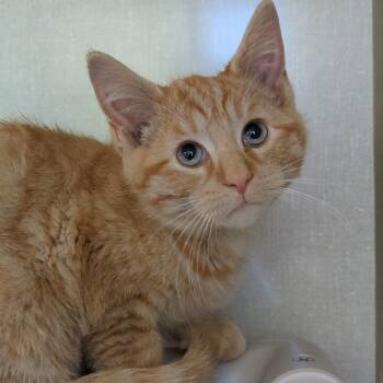 Rescue Domestic Short Hair Cats for Adoption in West Jefferson, Ohio - Leaf- Best Friends With Campfire | PetCurious