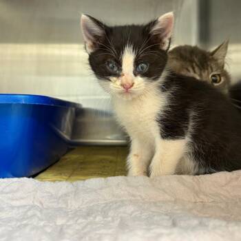 Toto -  Domestic Short Hair Cat Available for Adoption in Kanab, Utah - Toto | PetCurious