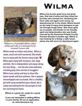 Wilma -  Calico Cat Available for Adoption in Somerset, Kentucky - Wilma | PetCurious