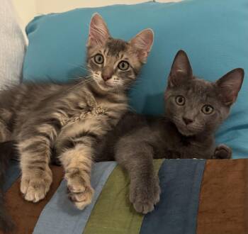 Jupiter and Saturn -  Domestic Short Hair Cat for Adoption in New Orleans, Louisiana - Jupiter And Saturn | PetCurious