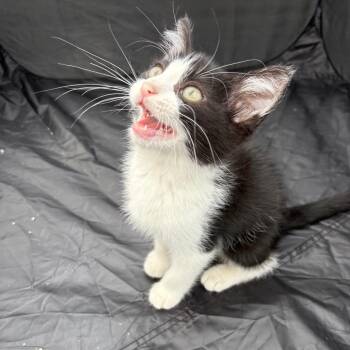 Peter -  Domestic Medium Hair Cat for Adoption in West Des Moines, Iowa - Peter | PetCurious