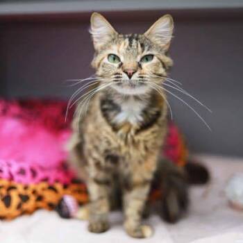 Natasha -  Domestic Short Hair Cat for Adoption in Atlanta, Georgia - Natasha | PetCurious