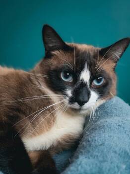 Ote (downey) -  Siamese Cat for Adoption - Ote (downey) | PetCurious