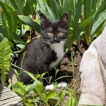VIXEN -  Domestic Short Hair Cat for Adoption in Gresham, Wisconsin - VIXEN | PetCurious
