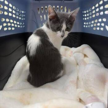 Lucky 26-06-201 -  Domestic Short Hair Cat for Adoption in Bastrop, Texas - Lucky 26-06-201 | PetCurious