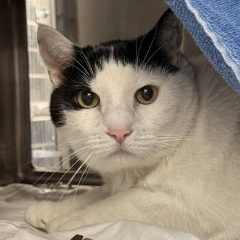 BANDIT -  Domestic Short Hair Cat for Adoption in Las Vegas, Nevada - BANDIT | PetCurious