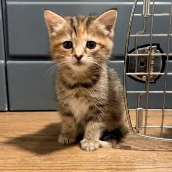 Domestic Short Hair Cats Available for Adoption in Delaware, Ohio - FTT-Stray-201 | PetCurious