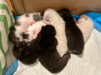 Domestic Short Hair Cats Available for Adoption in Los Angeles, California - Summer | PetCurious