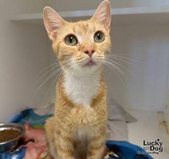 Starlight -  Domestic Short Hair Cat for Adoption in Washington, District Of Columbia - Starlight | PetCurious