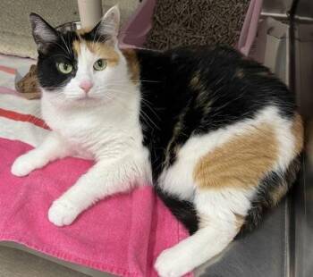 Rescue Domestic Short Hair Cats for Adoption in Annapolis, Maryland - Patches | PetCurious
