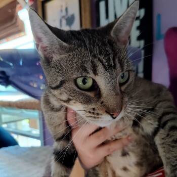 Rescue Domestic Short Hair Cats for Adoption in Huntington, Massachusetts - Tigress | PetCurious