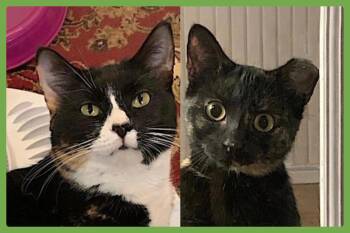 Momma Bear and Baby Bear -  Domestic Short Hair Cat for Adoption in Amherst, Massachusetts - Momma Bear And Baby Bear | PetCurious