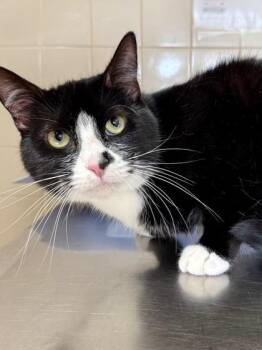Cora -  Domestic Short Hair Cat for Adoption in San Antonio, Texas - Cora | PetCurious