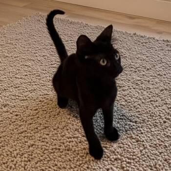 Inayah -  Domestic Short Hair Cat for Adoption in Norwalk, Connecticut - Inayah | PetCurious