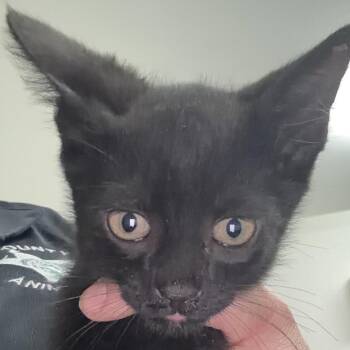 Eddy -  Domestic Short Hair Cat for Adoption in Bronson, Florida - Eddy | PetCurious
