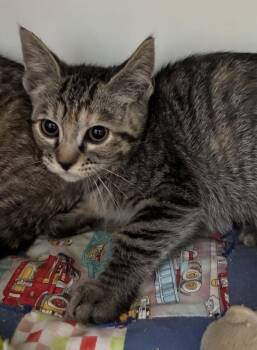*Keelie* -  Domestic Short Hair Cat for Adoption in Salt Lake City, Utah - *Keelie* | PetCurious