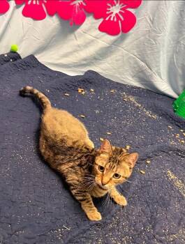 Rescue Domestic Short Hair Cats for Adoption in Athens, Ohio - Deb | PetCurious