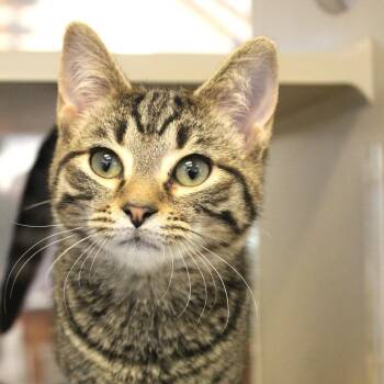 Domestic Short Hair Cats Available for Adoption - Absolut | PetCurious