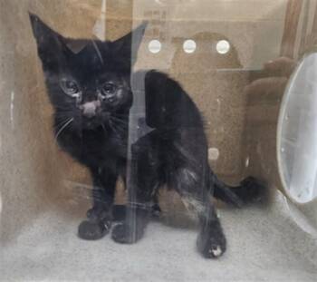 ASH -  Domestic Short Hair Cat for Adoption in Santa Fe, New Mexico - ASH | PetCurious