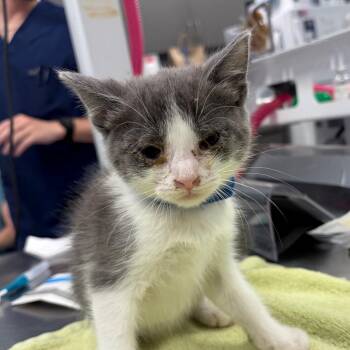 Captain -  Domestic Short Hair Cat for Adoption in Milton, Florida - Captain | PetCurious
