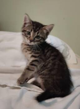 Frankie aka Frank Sinatra -  Tabby Cat for Adoption in Somerset, Kentucky - Frankie Aka Frank Sinatra | PetCurious