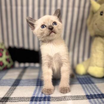 Atlas -  Siamese and Domestic Short Hair Cat for Adoption in Lanett, Alabama - Atlas | PetCurious
