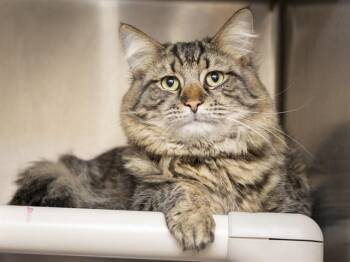 Domestic Long Hair Cats Available for Adoption in Phoenix, Arizona - ANDREJ | PetCurious