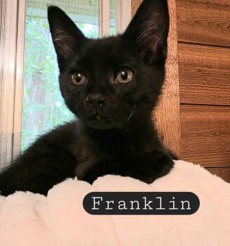 Franklin -  Domestic Short Hair Cat for Adoption in Gladstone, Oregon - Franklin | PetCurious