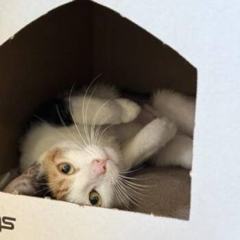 Domestic Short Hair Cats Available for Adoption in Honolulu, Hawaii - Ostrich | PetCurious