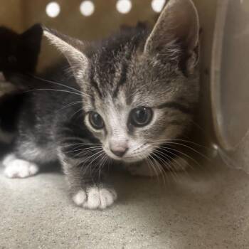 Domestic Short Hair Cats Available for Adoption in Philadelphia, Pennsylvania - Forrest | PetCurious