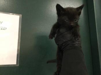 Domestic Short Hair Cats Available for Adoption in Thousand Palms, California - PO | PetCurious