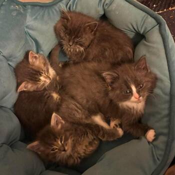 Haze -  Domestic Short Hair Cat for Adoption in Ferndale, Washington - Haze | PetCurious