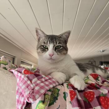 Cookie -  Domestic Short Hair Cat for Adoption in Farmington, Minnesota - Cookie | PetCurious