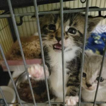 Grilled Cheese -  Domestic Short Hair Cat for Adoption in Belfair, Washington - Grilled Cheese | PetCurious