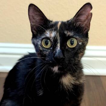 Rescue Domestic Short Hair Cats for Adoption in Austin, Texas - Skittle | PetCurious