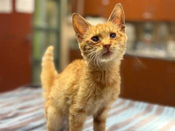 Rescue Domestic Short Hair Cats for Adoption in Rancho Cucamonga, California - UNKNOWN | PetCurious