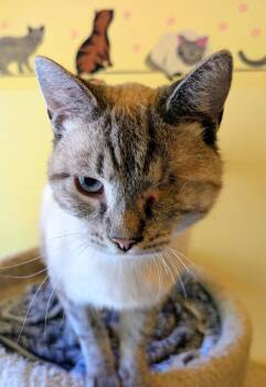 DYLAN -  Siamese Cat for Adoption in Kenosha, Wisconsin - DYLAN | PetCurious