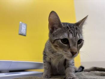 Liam -  Domestic Short Hair Cat for Adoption in Raleigh, North Carolina - Liam | PetCurious