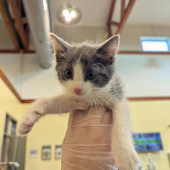 Bonnie -  Domestic Short Hair Cat for Adoption in Lynchburg, Virginia - Bonnie | PetCurious